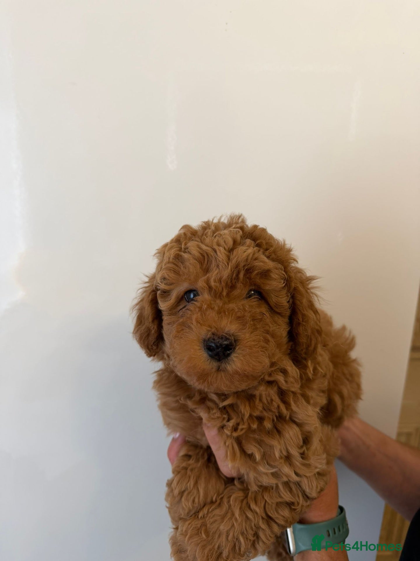 Toy Poodle dogs 1 stunning red toy poodle  - Advert 1