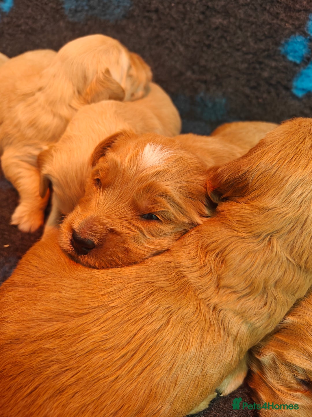 Mini Goldendoodle dogs for sale: Adorable Red & Apricot Goldendoodle Puppys - Image 4