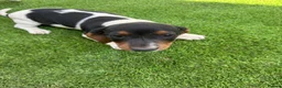 Miniature Dachshund dogs for sale: Miniature Dachshunds 1 girl left Ready 2 leave now - Advert 15