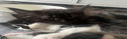 Maine Coon cats for sale: Maine coon kittens  in Bishop Auckland - Advert 3