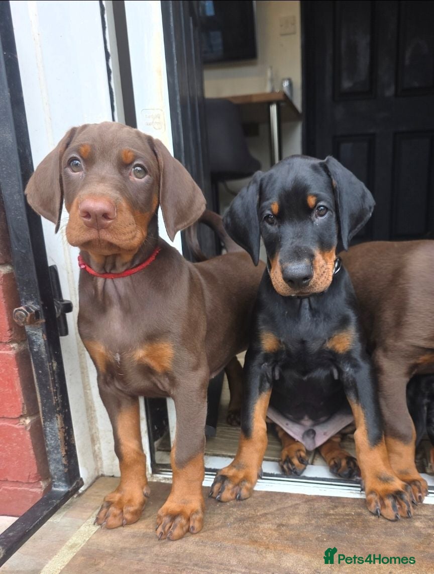 Dobermann dogs 9 week old Doberman Pup - Advert 2