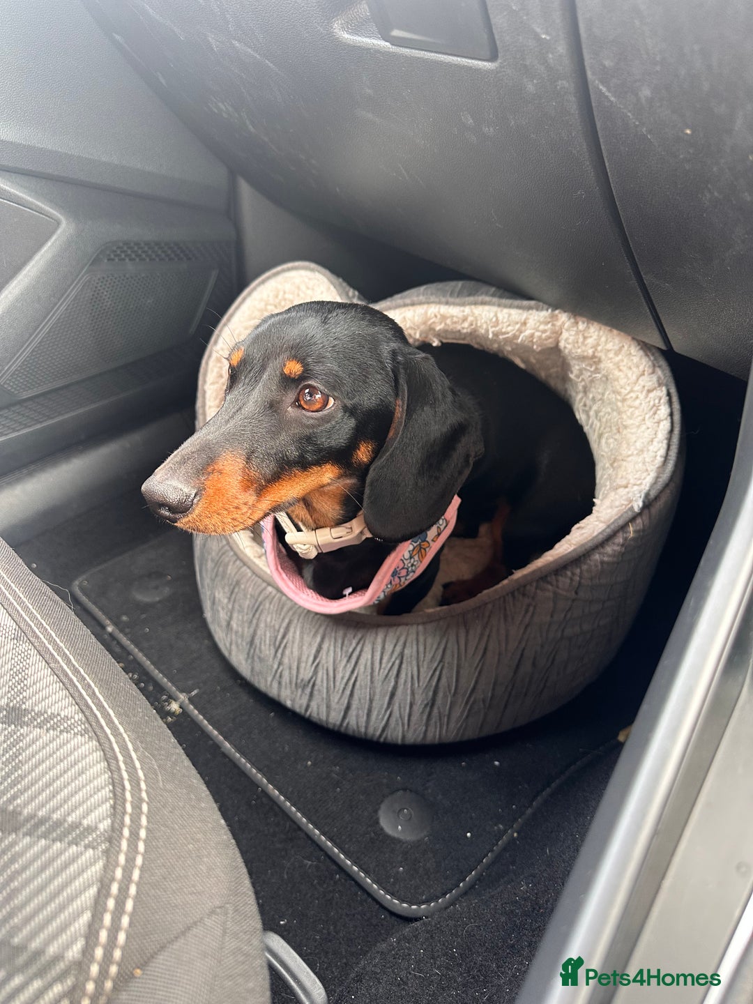 Miniature Dachshund dogs for sale: URGENT REHOME - Image 3