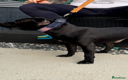 Staffordshire Bull Terrier dogs for stud: STORM FOR STUD in Newton Aycliffe - Image 28