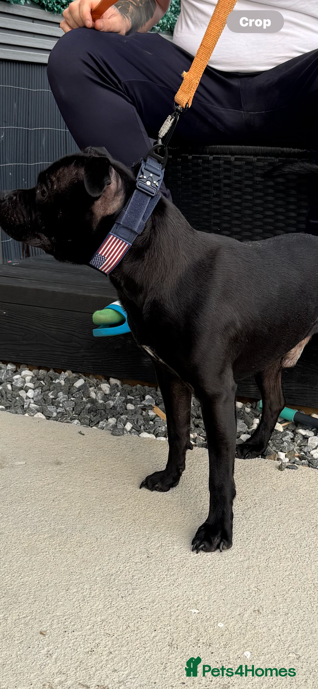 Staffordshire Bull Terrier dogs for stud: STORM FOR STUD in Newton Aycliffe - Image 28