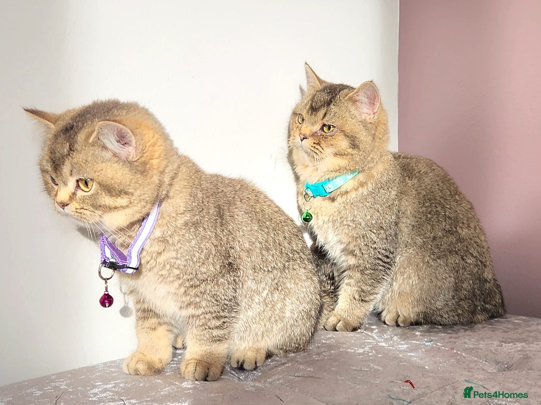 British Shorthair cats for sale: Gorgeous British Shorthair Kittens - Advert 8