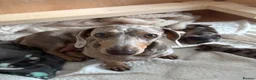 Miniature Dachshund dogs for sale: Isabella dappled miniature dachshunds🤍 - Advert 10