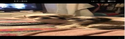 Shih Tzu dogs for sale: Stunning Shih Tzu pups  - Advert 1
