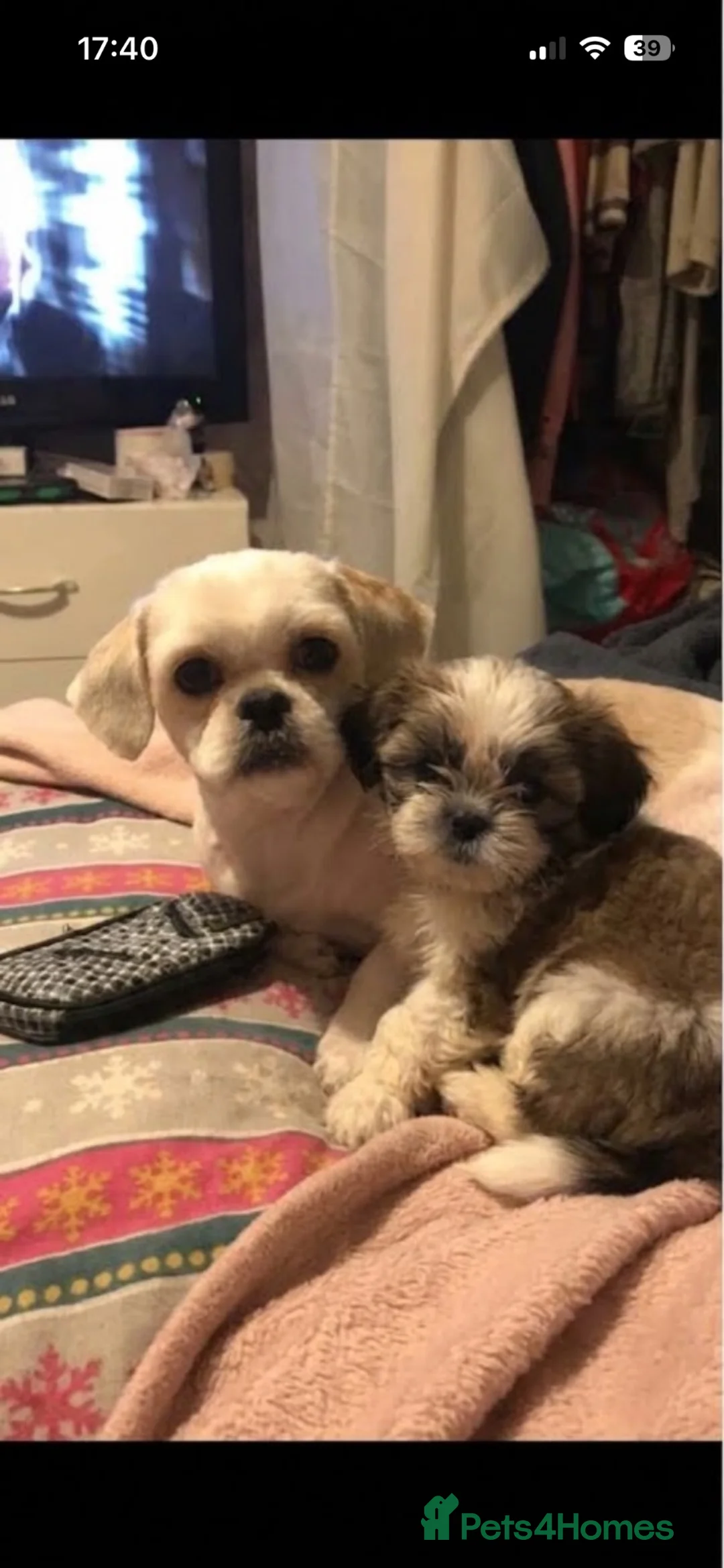 Shih Tzu dogs for sale: Stunning Shih Tzu pups  - Advert 1