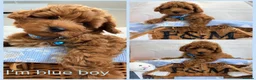 Maltipoo dogs for sale: 💖BEAUTIFUL LICENSED-BRED MALTIPOO💖 in Virginia Water - Advert 1