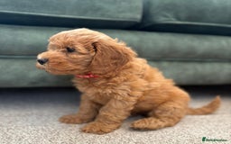 Cockapoo dogs for sale: Beautiful family of cockerpoos - Image 18