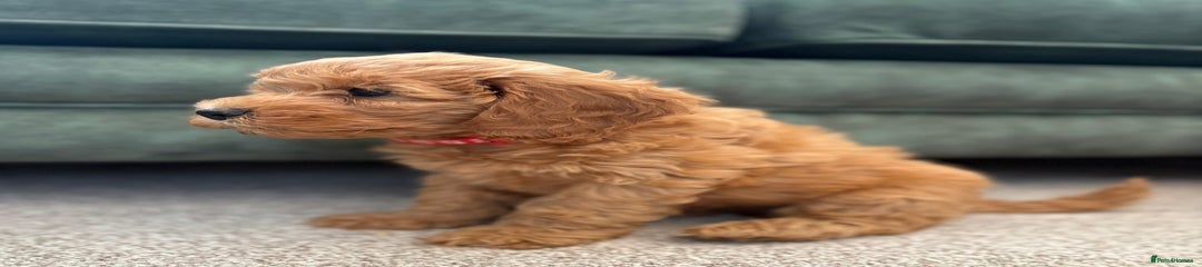 Cockapoo Puppy 3