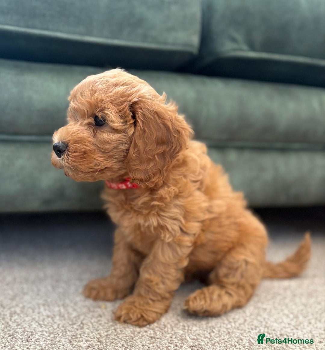 Cockapoo dogs for sale: Beautiful family of cockerpoos - Image 18