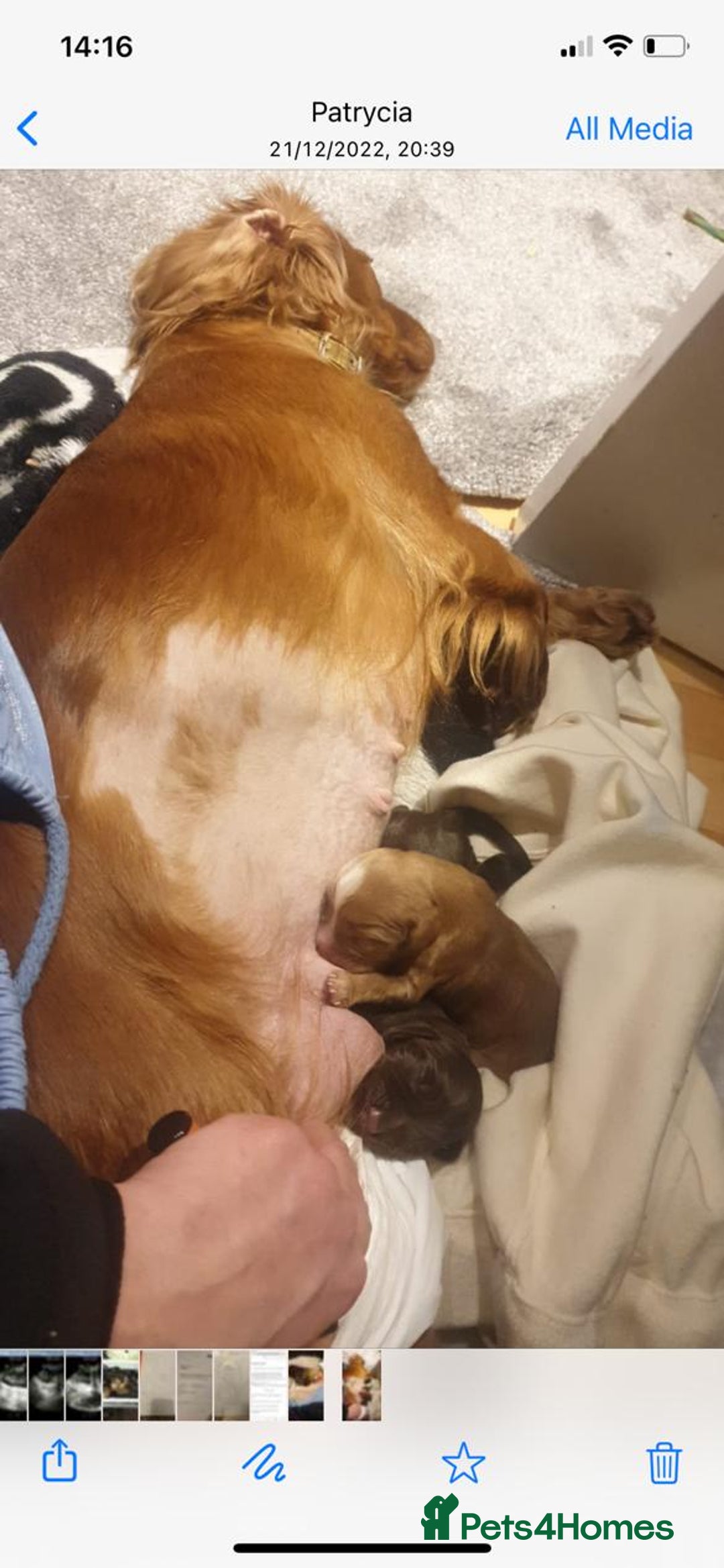 Cocker Spaniel dogs for stud: PROVEN KC REGISTERED Cocker Spaniel for Stud in Tadworth - Image 14