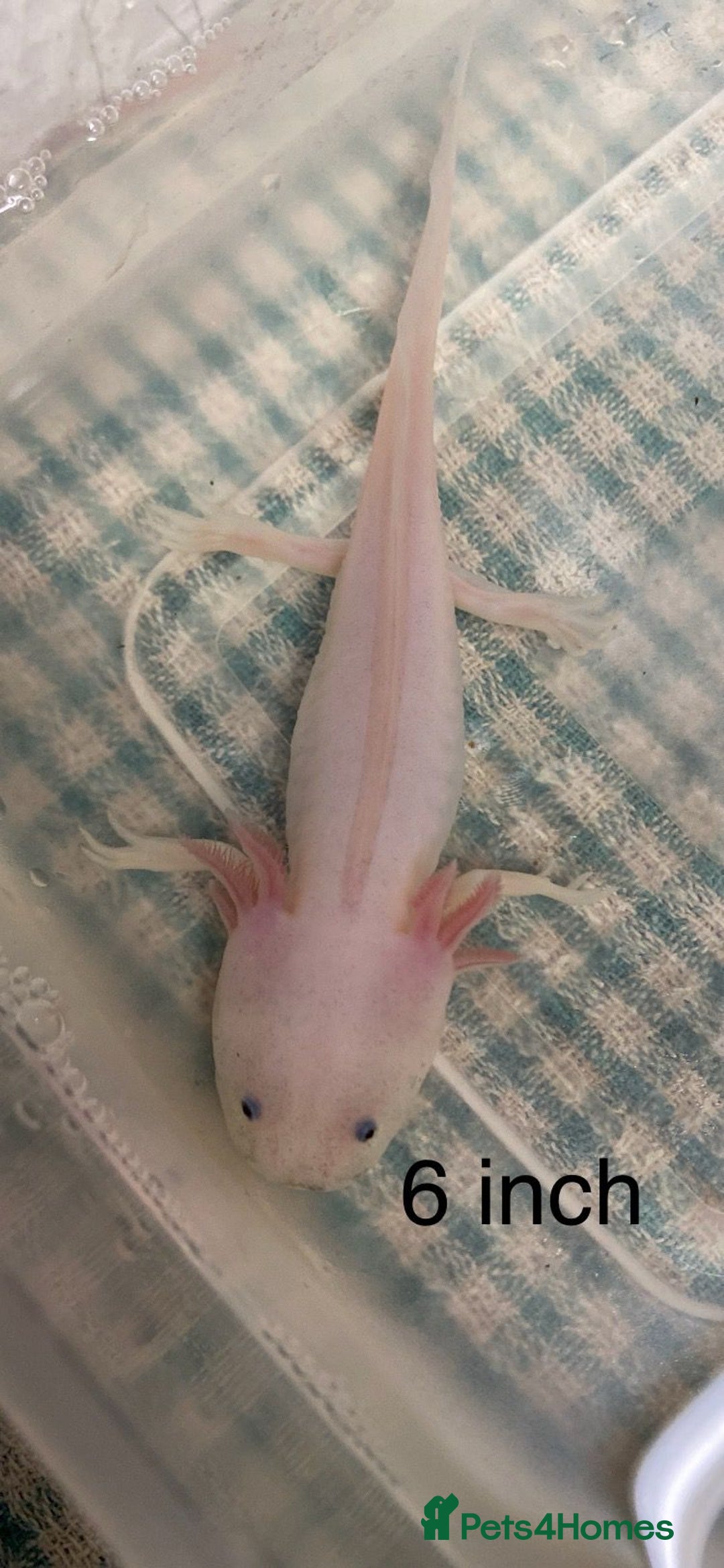 Axolotl reptiles for sale: Stunning Axolotls  - Advert 1