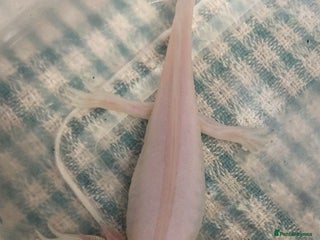 Axolotl reptiles Stunning Axolotls - Advert 2