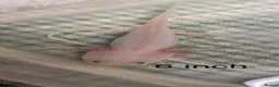 Axolotl reptiles for sale: Stunning Axolotls  - Advert 1