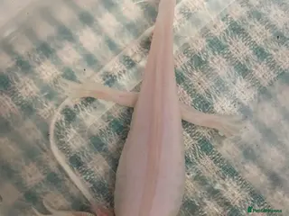 Axolotl reptiles Stunning Axolotls - Advert 5