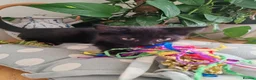 Mixed Breed cats for sale: ❤️❤️❤️ Adorable Kittens ❤️❤️❤️  - Advert 11