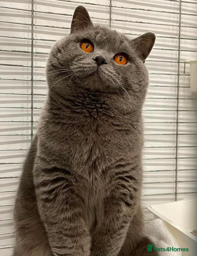 British Shorthair cats Gccf british reg studs CINNAMON / CHOC /RED / BLUE - Advert 2