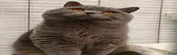 British Shorthair cats for stud: Gccf british reg studs CINNAMON / CHOC /RED / BLUE - Advert 2