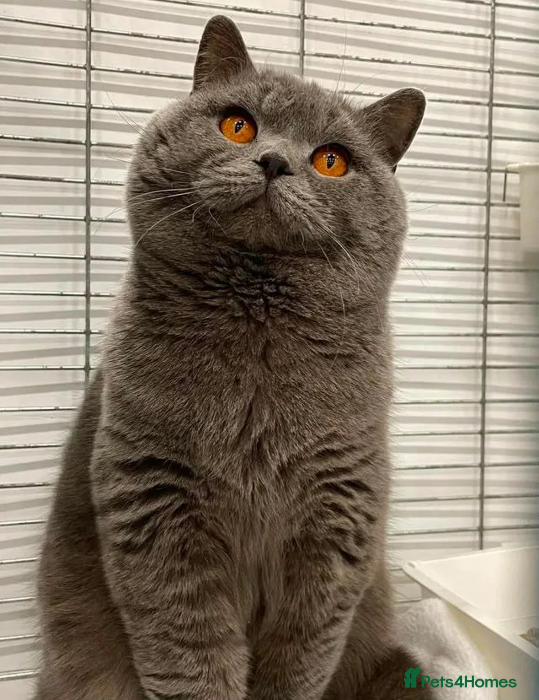 British Shorthair cats for stud: Gccf british reg studs CINNAMON / CHOC /RED / BLUE - Advert 2