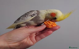 Cockatiels birds for sale: Hand reared silly tame DNA sexed baby cockatiels  - Image 5