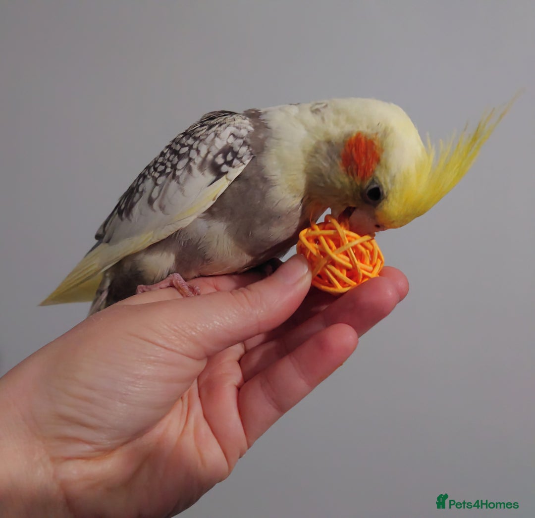 Cockatiels birds for sale: Hand reared silly tame DNA sexed baby cockatiels  - Image 5