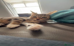 Mixed Breed cats for sale: Selling kitten tabby x bengal - Image 2