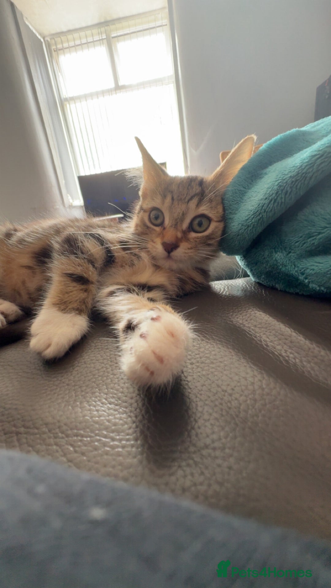 Mixed Breed cats for sale: Selling kitten tabby x bengal - Image 2