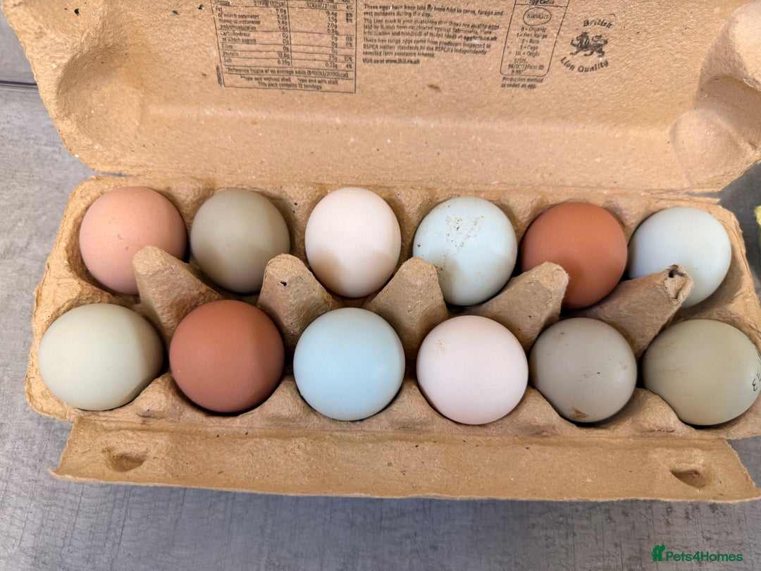 Chickens poultry for sale: Hatching eggs, day old chicks. Opal, silverudd - Advert 2