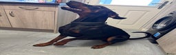 Dobermann dogs for sale: Friendly Family Doberman - Advert 2