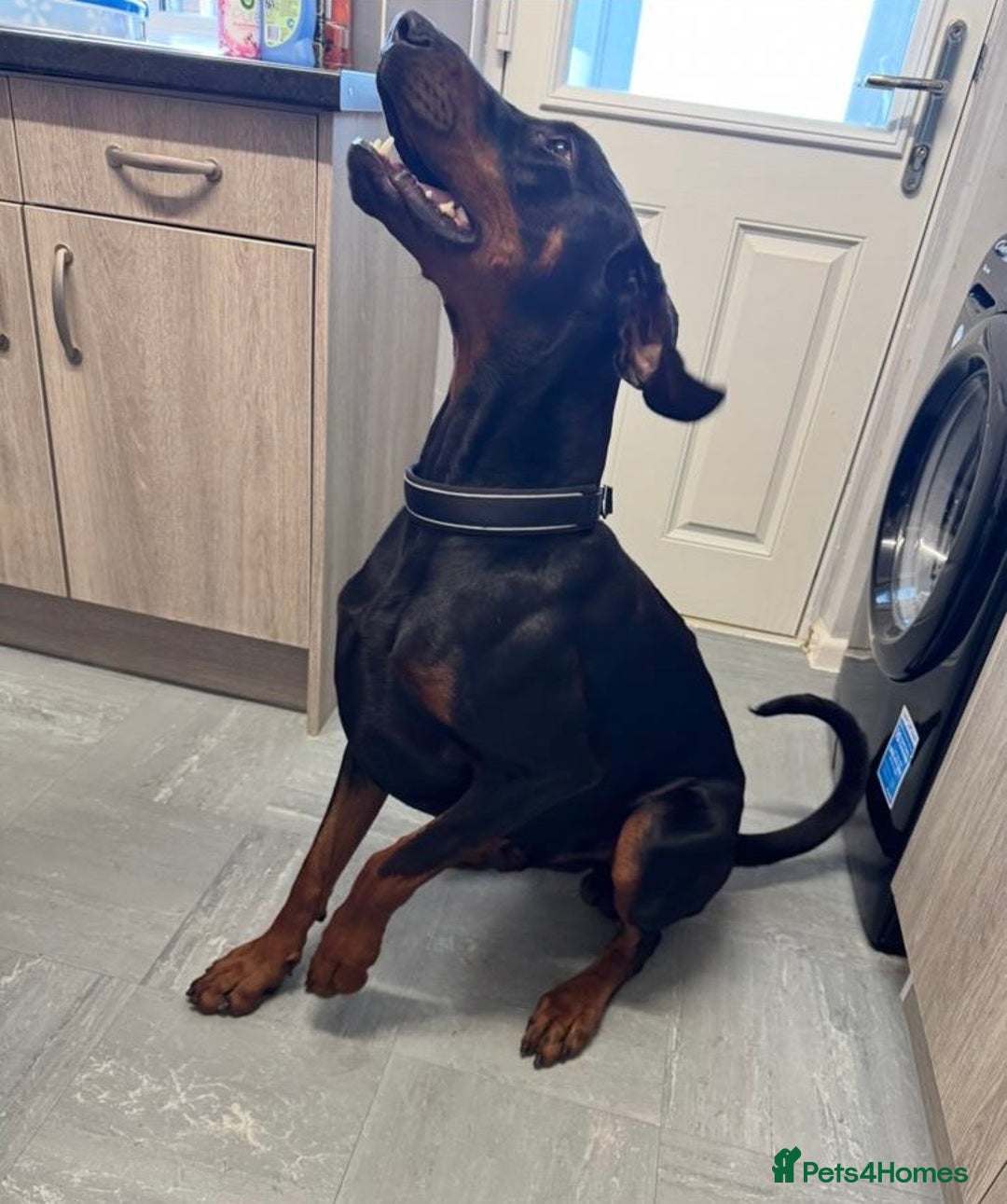 Dobermann dogs for sale: Friendly Family Doberman - Advert 2