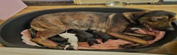 Mixed Breed dogs for sale: Bullmastiff cross puppies - Advert 3