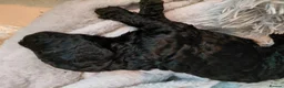 Cockapoo dogs for sale: 5* F2B Merle Cockapoo Puppies 🐶  - Advert 18