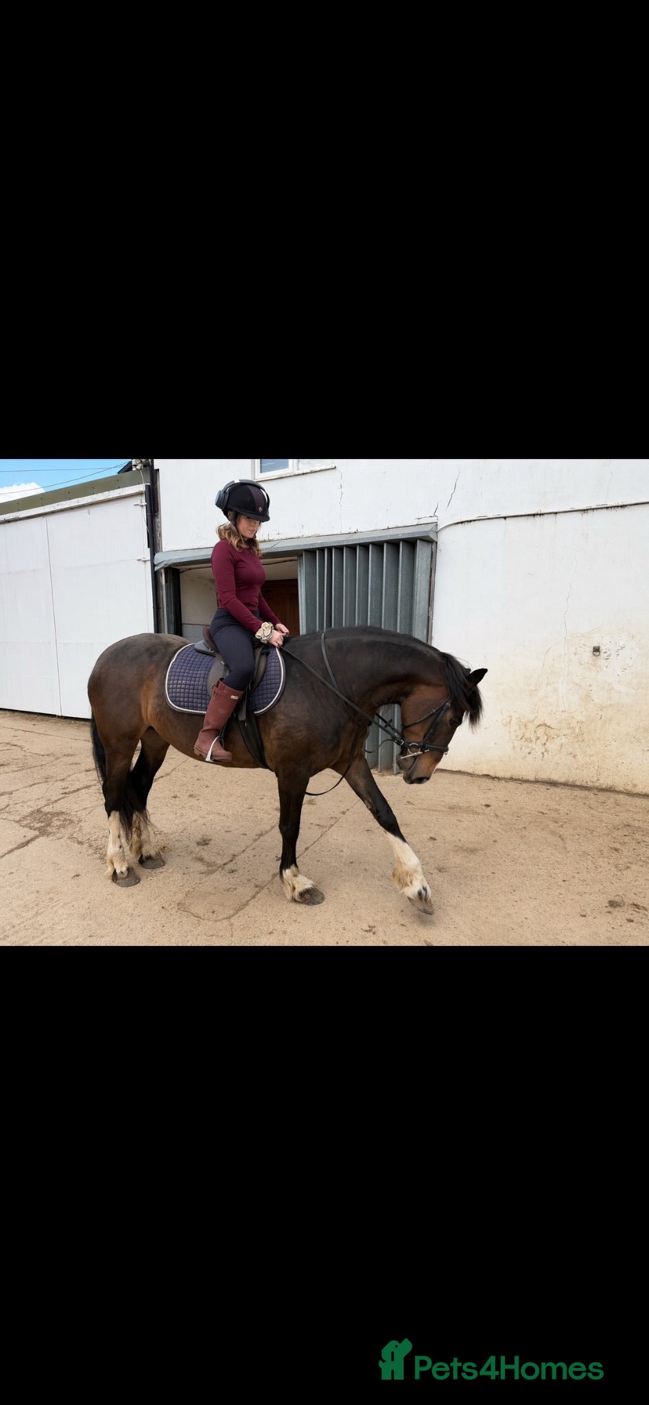 Welsh Section D horses Perfect project  - Advert 1