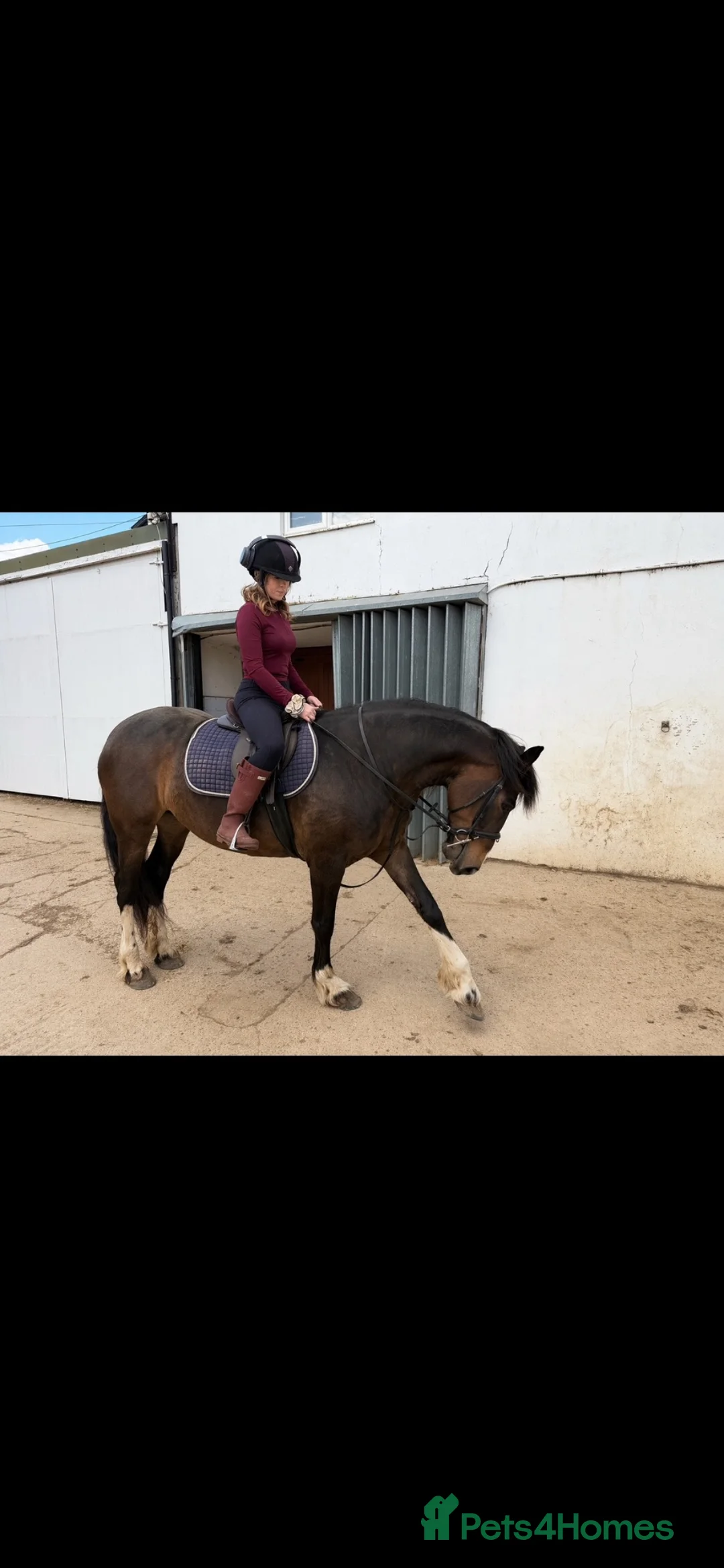 Welsh Section D horses for sale: Perfect project  - Advert 1