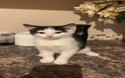 Mixed Breed cats for sale: Kittens for sale - Image 3