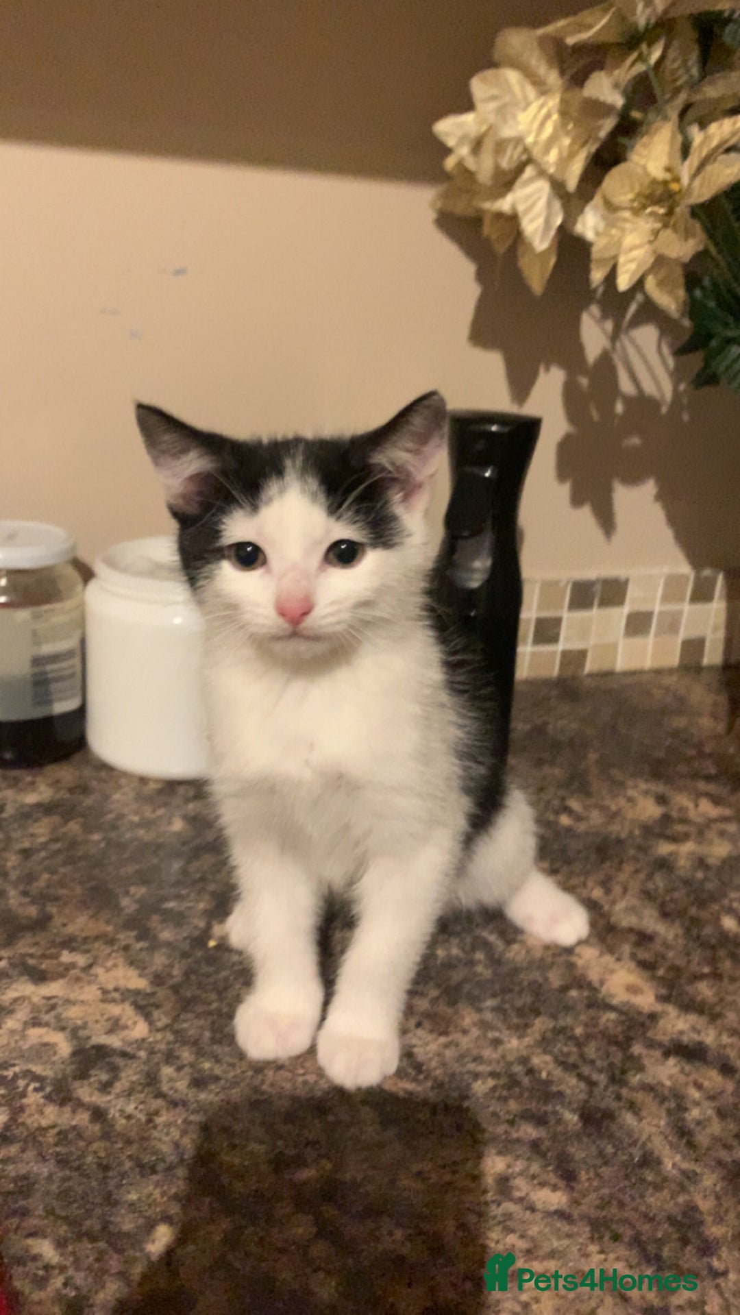 Mixed Breed cats for sale: Kittens for sale - Image 3