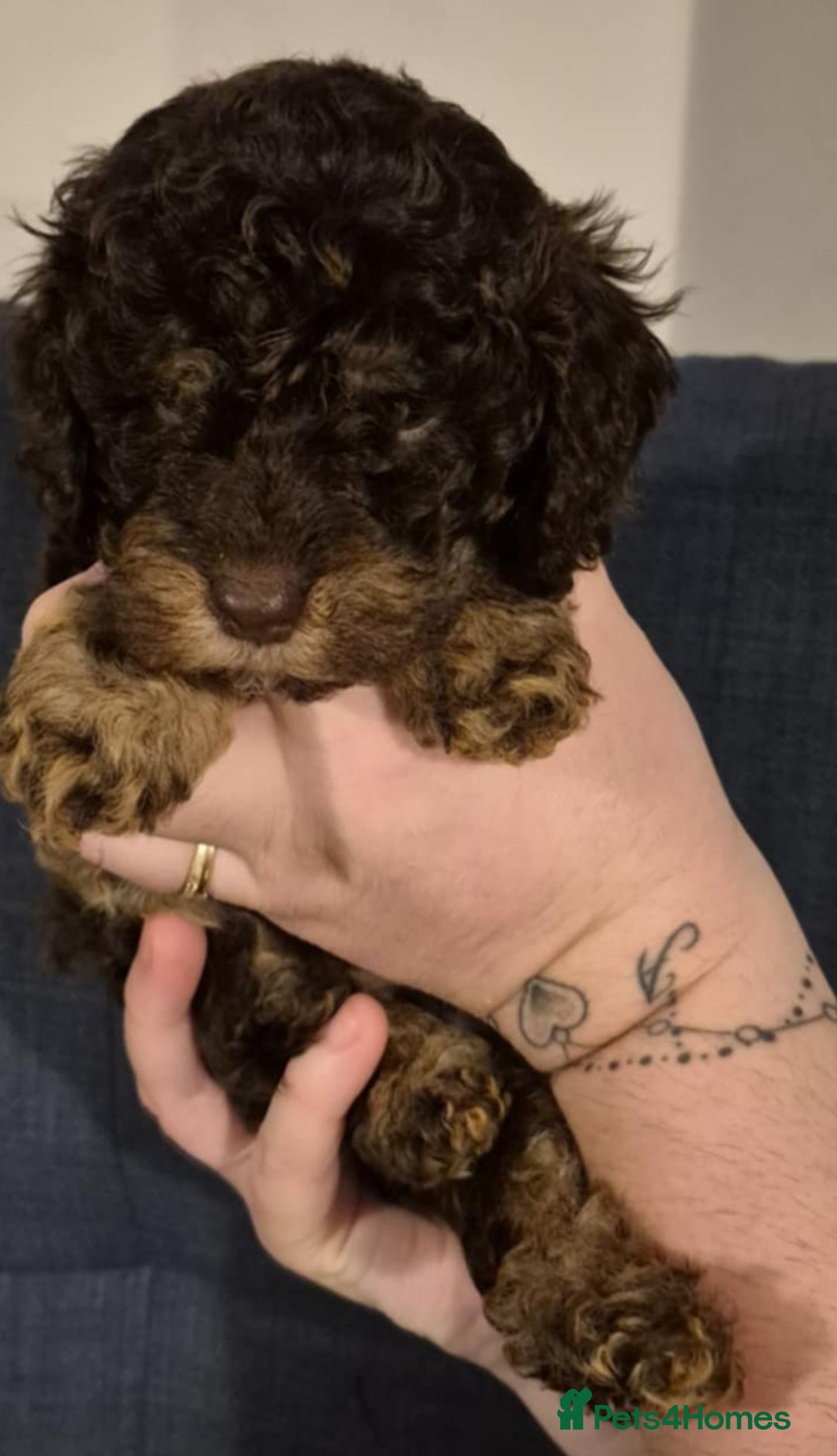 Cockapoo dogs for sale: Fantastic health tested F1b TOY COCKAPOOS - Advert 12