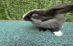 Mini Lion Lop rabbits for sale: Adorable Mini Lion Lops - Image 15