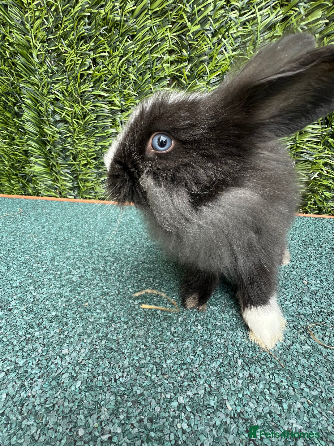 Mini Lion Lop rabbits for sale: Adorable Mini Lion Lops - Image 15