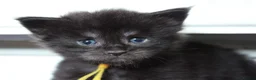 Maine Coon cats for sale: 🔥Gorgeous Maine Coons Available🔥 - Advert 15