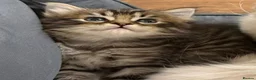 Mixed Breed cats for sale: Ragdoll X Norwegian forest cat in Spalding - Advert 4