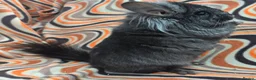 Chinchilla rodents for sale: Variety of chinchillas babys and adults - Advert 4