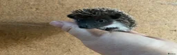 Pygmy Hedgehog rodents for sale: African Pygmy hedgehogs  - Advert 4