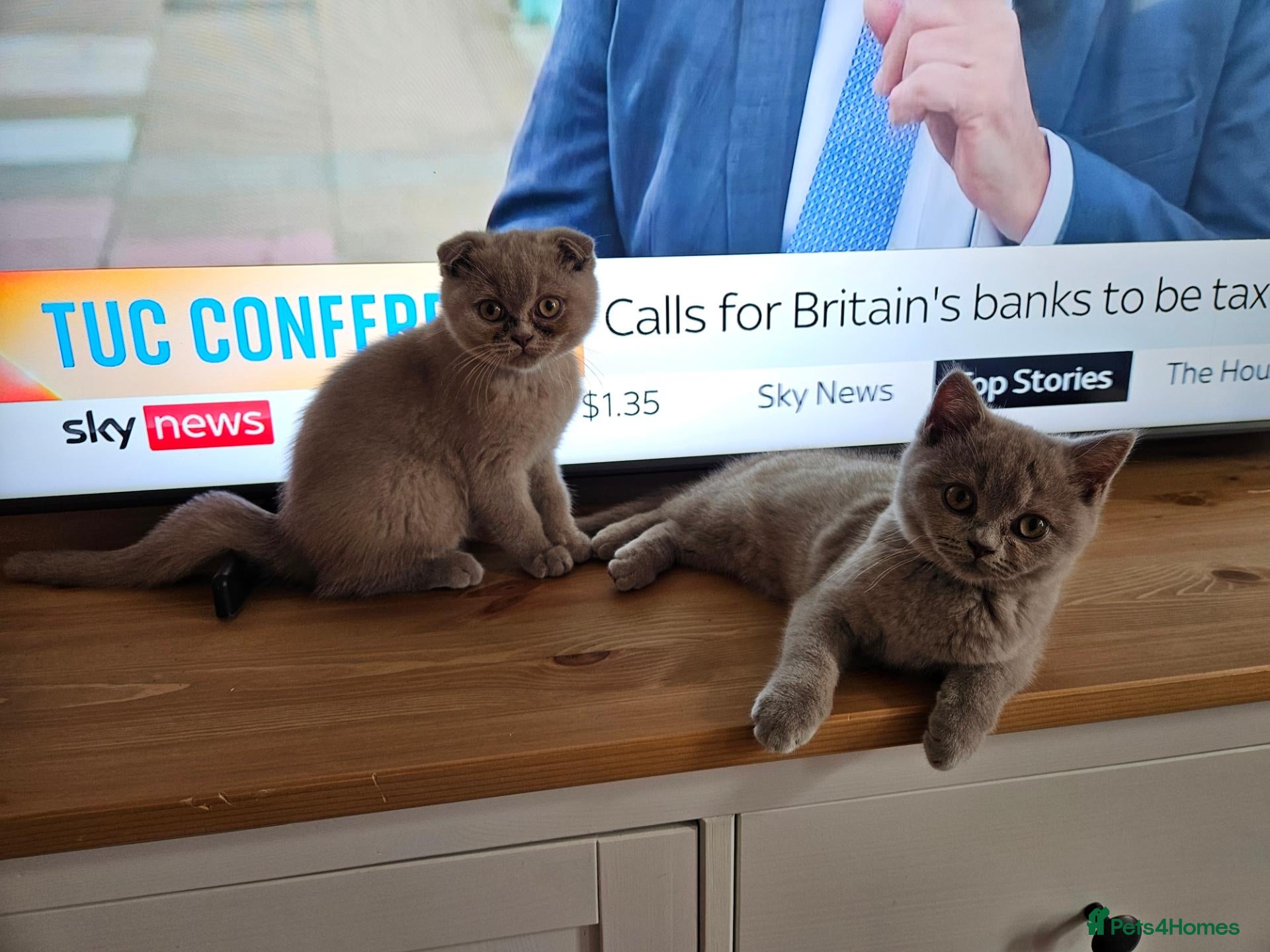 Scottish Fold cats Stunning Lilac Scottish Fold × BSH Kittens - Advert 2