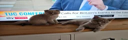Scottish Fold cats for sale: Stunning Lilac Scottish Fold × BSH Kittens - Advert 2