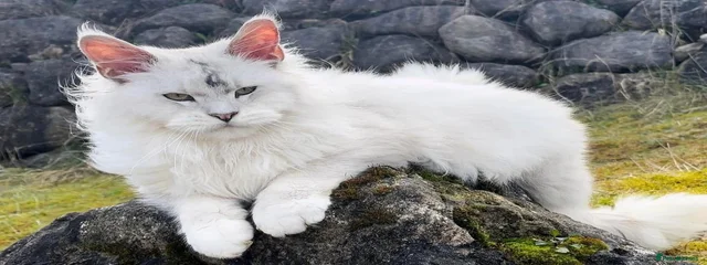 Caspian