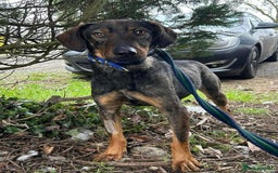 Mixed Breed dogs for adoption: Mr Bean - Norwich Norfolk  in Norwich - Image 10