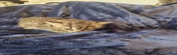 Scottish Fold cats for sale: Stunning Scottish fold straight kitten - Advert 6